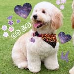 𝐂𝐎 𝐁𝐄𝐀𝐑 💜