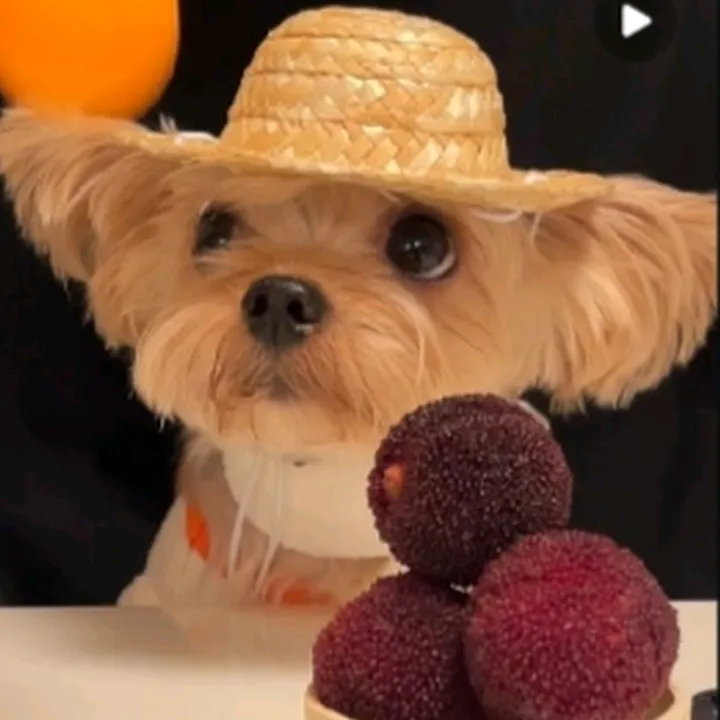 The Pet Family ASMR