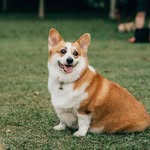Luna the corgi 👑