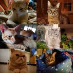 Cat family 🐾🐈🐈🐈🐈🐈🐈🐾