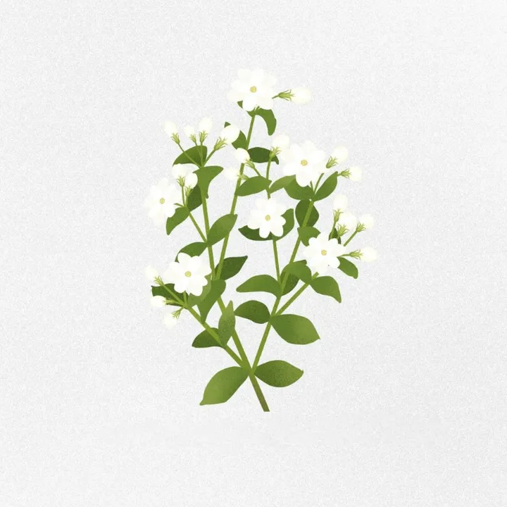 Gold Jasmine