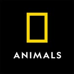 National Geographic Animals