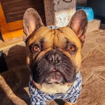 🔥🐶Camillo❤️🔥
