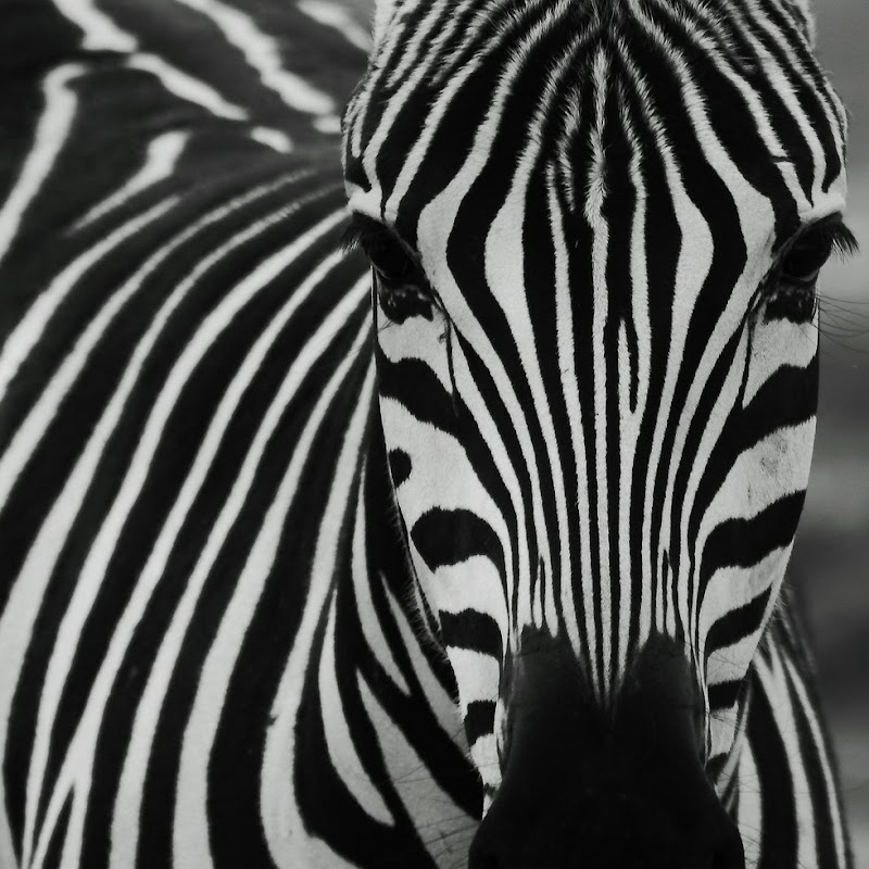 Chatty Zebra Curriculum