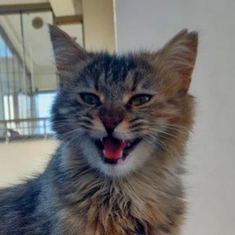 Kedi Dostları Cat Lovers