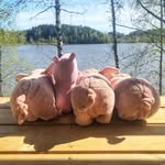 mama and pigs