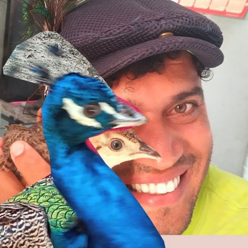 Mundo das Aves Laécio Como recriar.