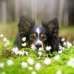 🌸 Yankee the Border Collie 🌸