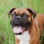 boxer dog