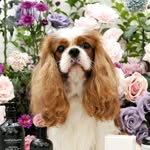 Bel-Esprit Cavaliers 🇮🇩