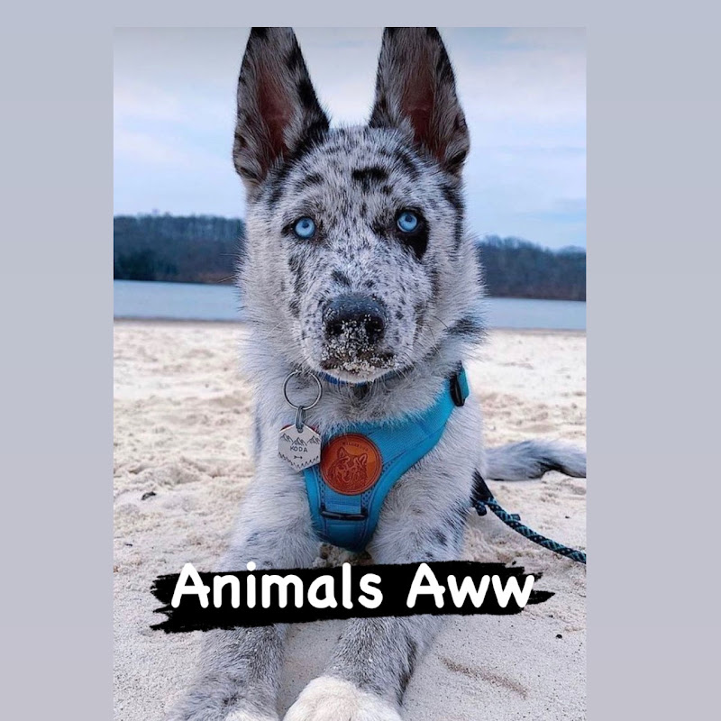 Animals Aww