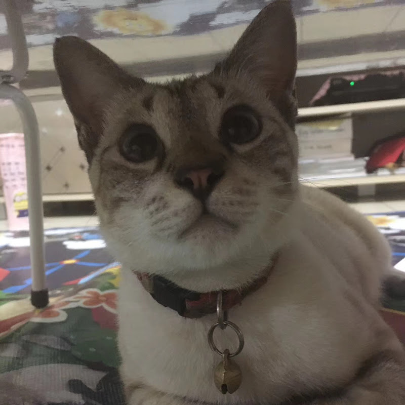 Little Kuasu