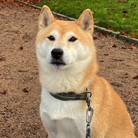 raiden_the_shiba