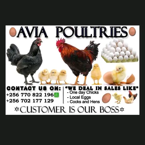 AVIA Farm1