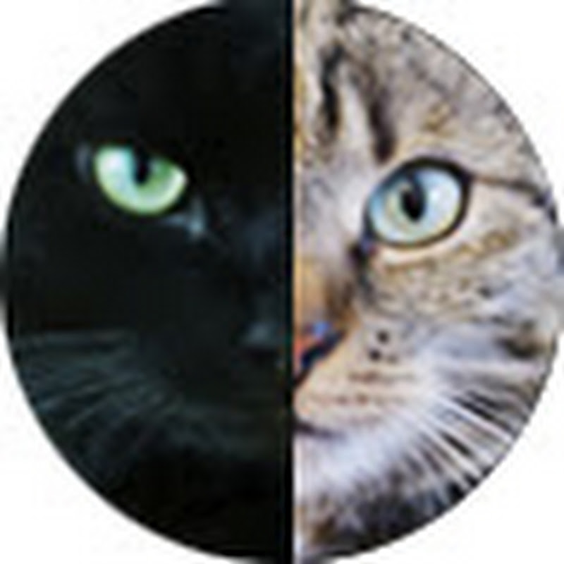 Peach & Luc – Cute & Adorable Cat Moments