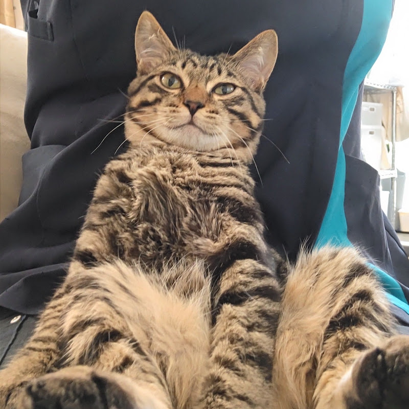 犬猫サロンぷらす