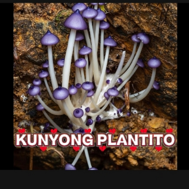KUNYONG PLANTITO 