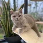 Vanilla British Shorthair 🐾