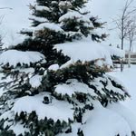 Stefania Winter