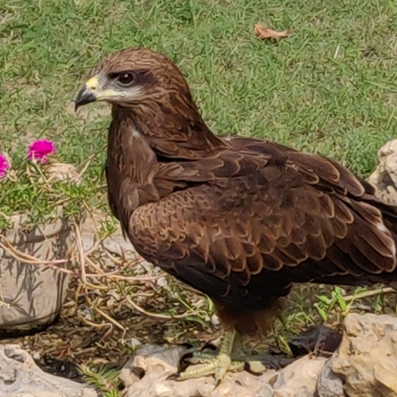 Nature Birds, pets and animals