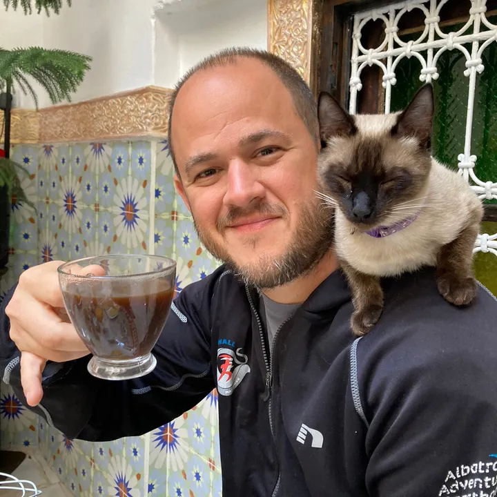 street_cats_and_math
