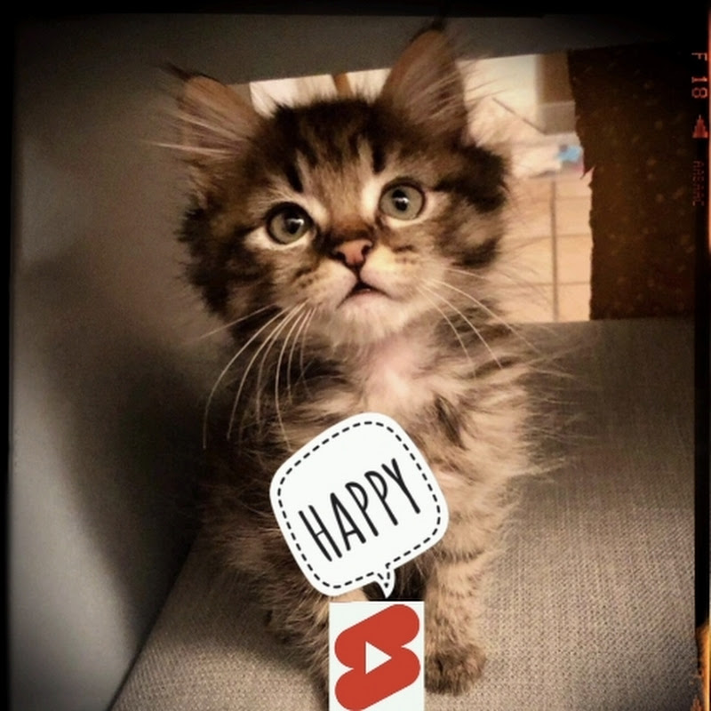 Happy Meow Vlog