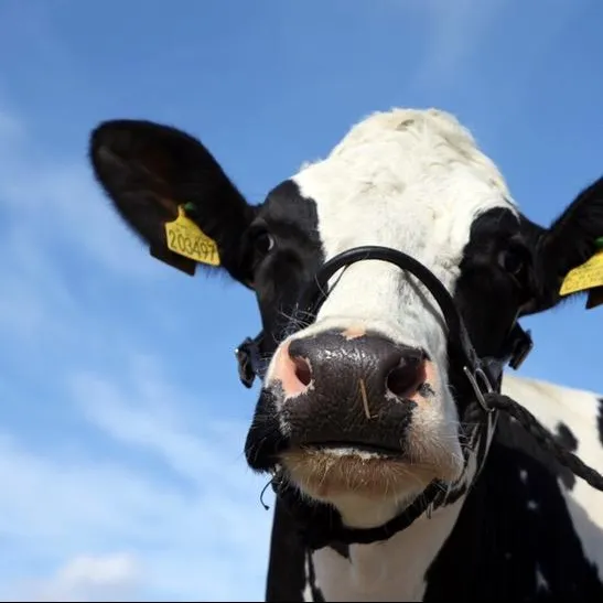 Mawley Milk