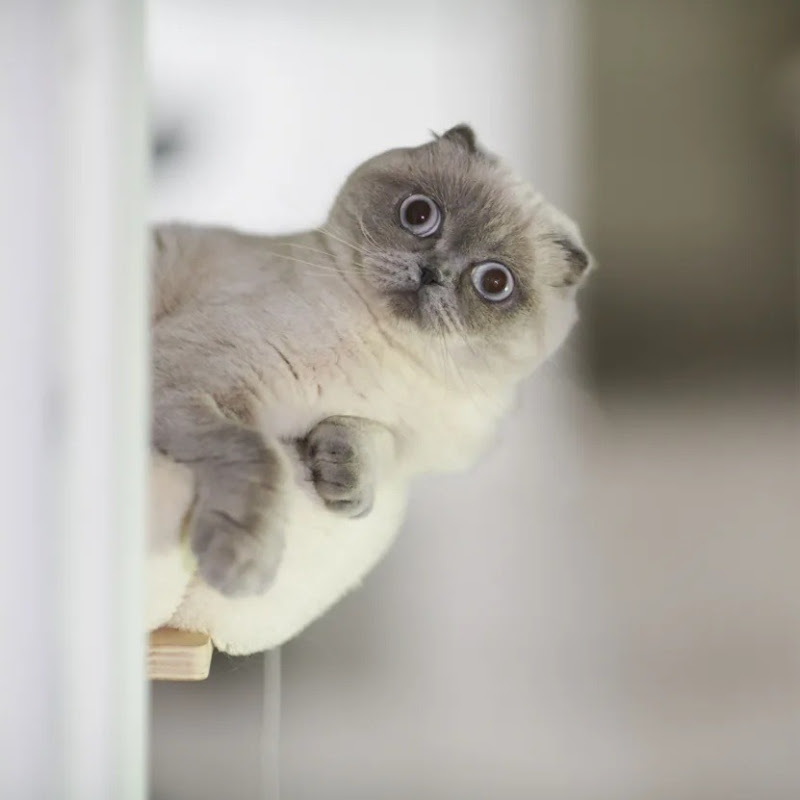 Small Cat 