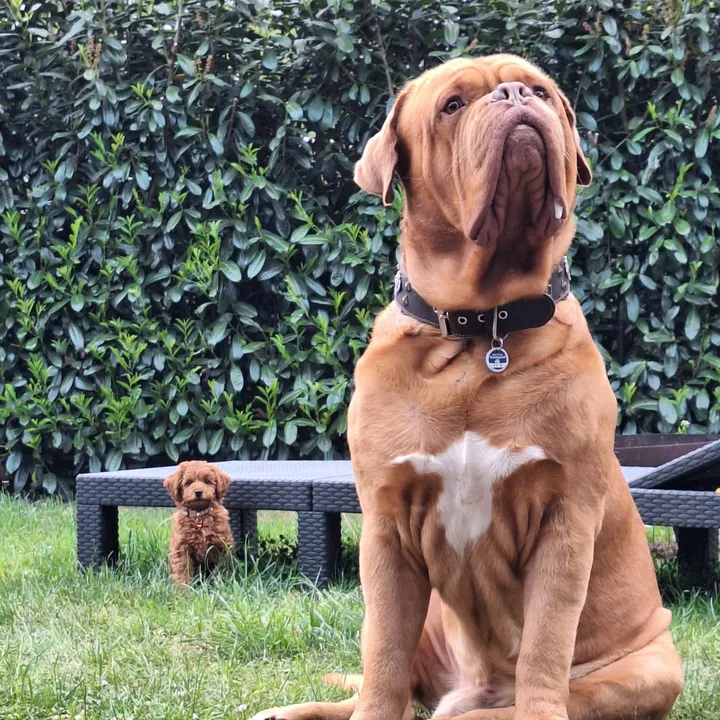 Brutus and Molly