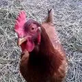 Little Quail Farm