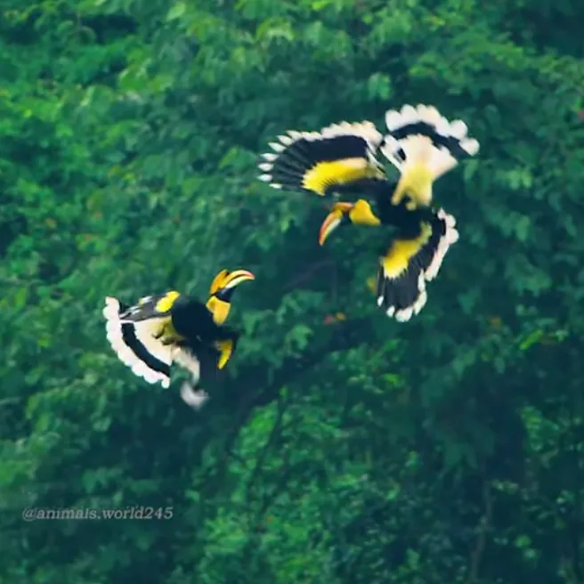 Oohaaa🦜