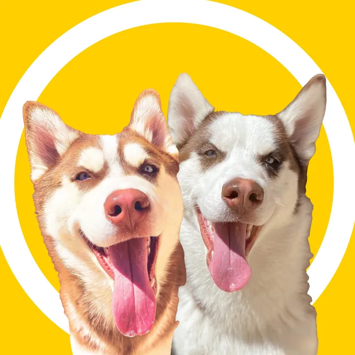 HusKings