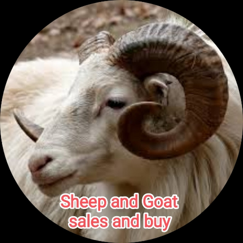 sheep and goat sales and buy