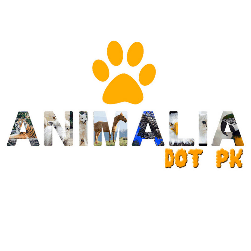 Animalia Dot Pk | Hope Pets Clinic