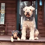❤️S&K Airedales❤️