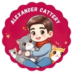 Amiruddin Isa & His British Shorthair Cats