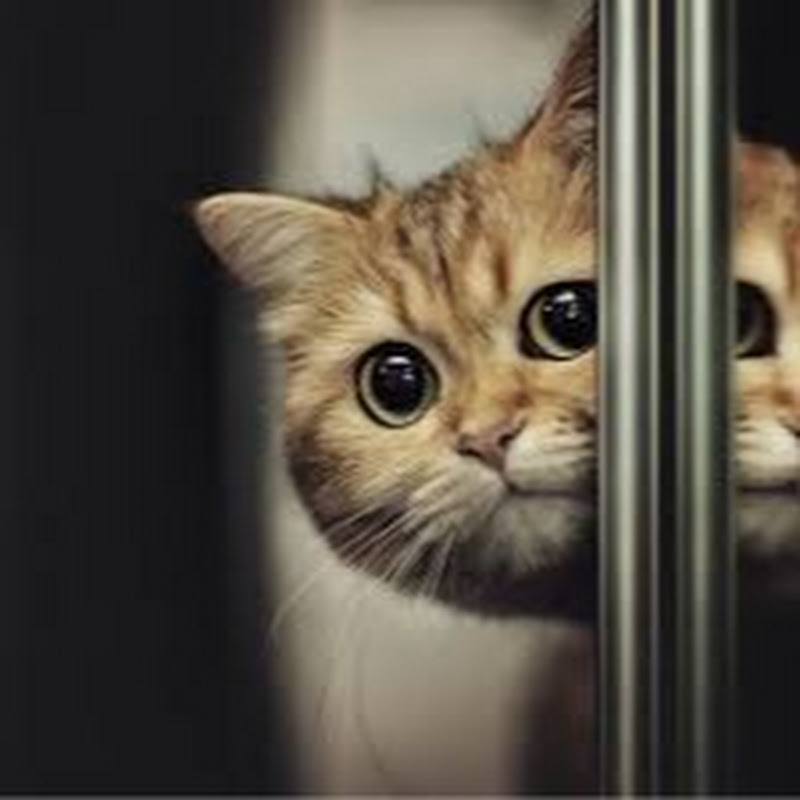 Funny Collection Animals