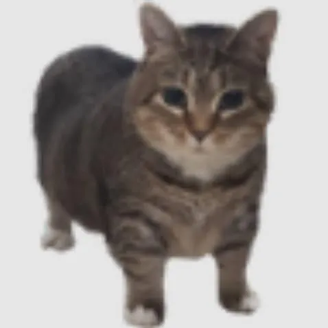 vega