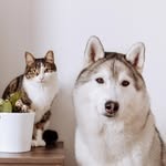 Kiba and Arya