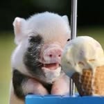 Greater Sacramento | Bay Area foodie