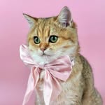 Ruka The Cat