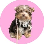 Trudy the Yorki Puppy