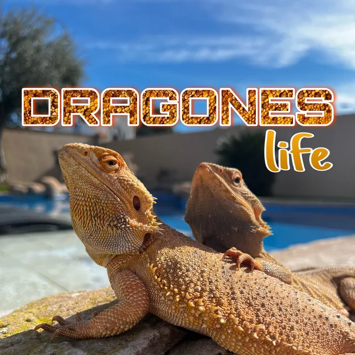 DRAGONES life
