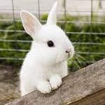 rabbit_latis
