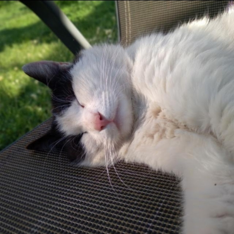 Bobo Cat
