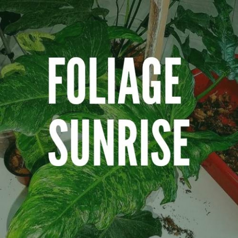 FoliageSunrise🇲🇾