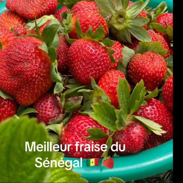 Abdallah ibn M.S Dieng