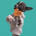 Chihuahua life | duo adventures