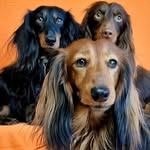 Max with his brother Appie & Pierke