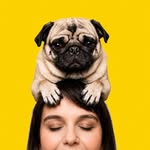 Pingo Luis o Pug